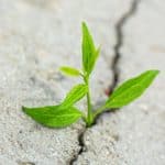 As nature finds ways to survive human development, depicted here as a weed growing in a sidewalk crack, so to will parents persevere through trying times with their children