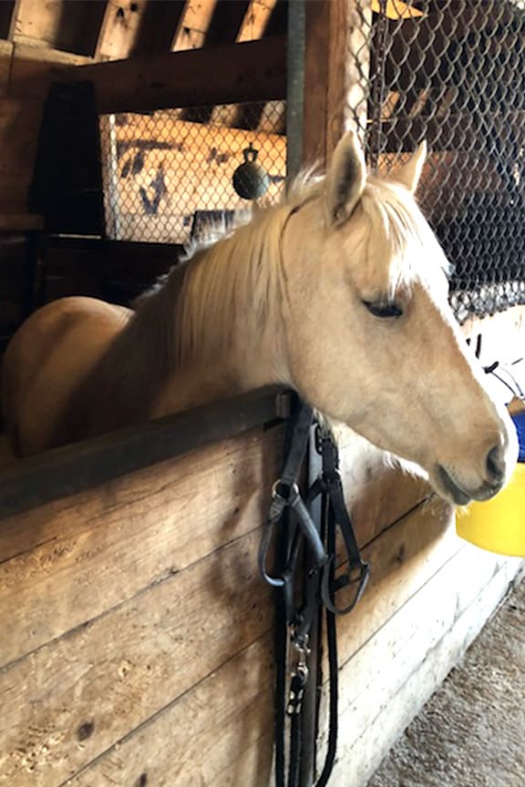 Heal at The Raleigh House and bond with horses through Equine Therapy