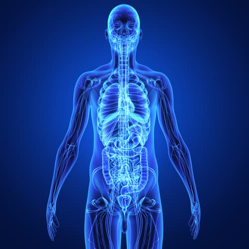 Will Your Liver Heal When You Stop Drinking?