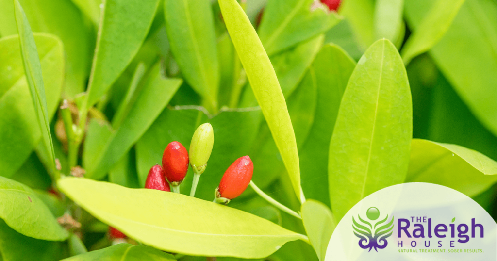 The leaves of the coca plant