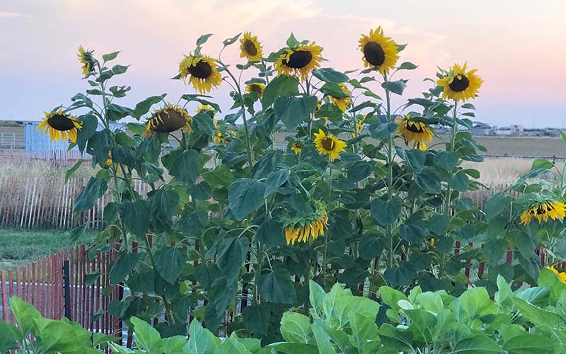 Group of large sunflowers