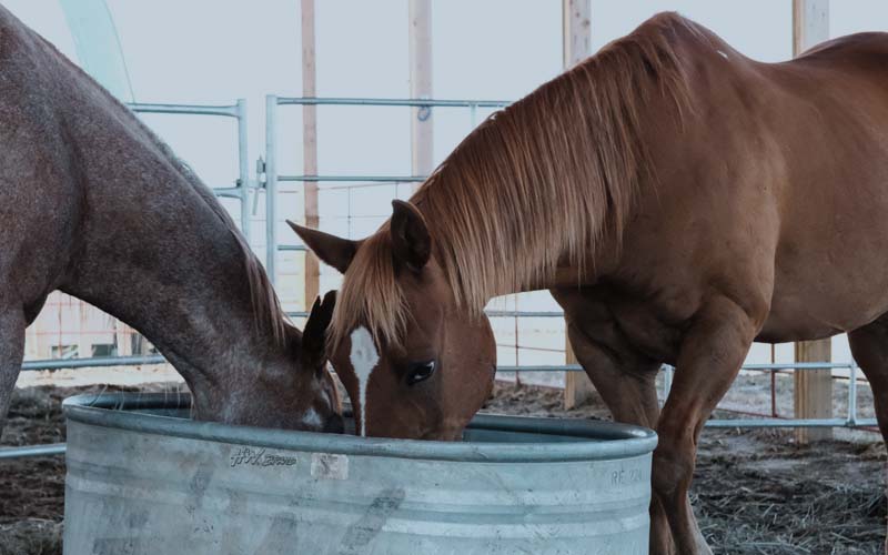 Pair of horses drinking water