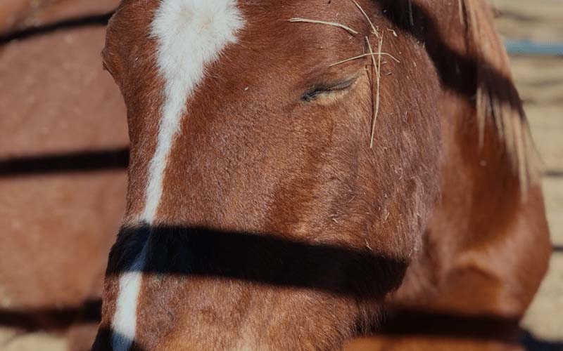 Image of a horse's face