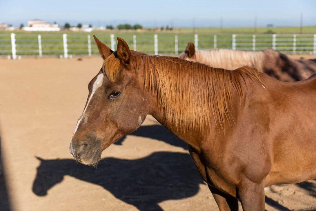 Image of horses