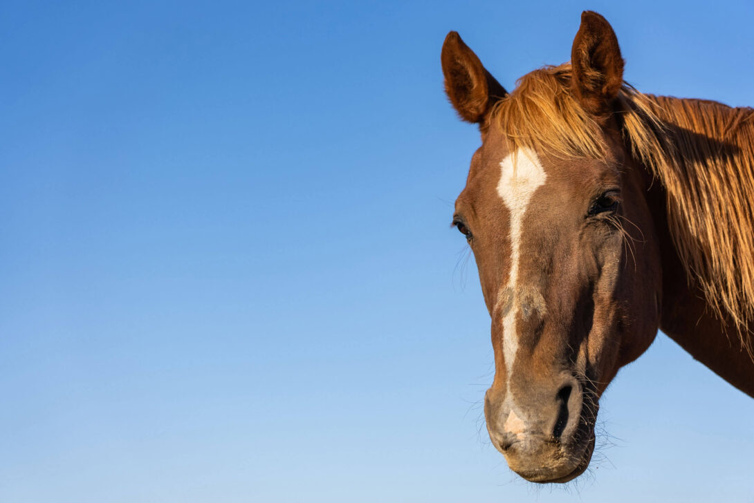 Image of horses head